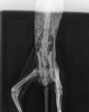 VOLCN, Katze, Thai-Siam in Spanien - Bild 9