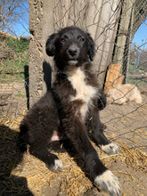 MATTEO, Hund, Mischlingshund in Rumänien - Bild 1