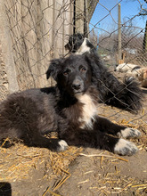 MATTEO, Hund, Mischlingshund in Rumänien - Bild 2