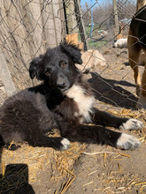MATTEO, Hund, Mischlingshund in Rumänien - Bild 3