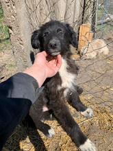 MATTEO, Hund, Mischlingshund in Rumänien - Bild 4