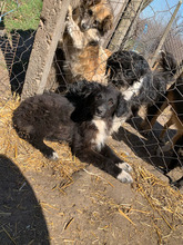 MATTEO, Hund, Mischlingshund in Rumänien - Bild 5