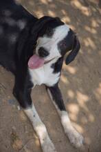 LUISA, Hund, Mischlingshund in Bulgarien - Bild 1