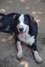LUISA, Hund, Mischlingshund in Bulgarien - Bild 2