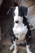 LUISA, Hund, Mischlingshund in Bulgarien - Bild 3