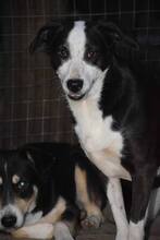 LUISA, Hund, Mischlingshund in Bulgarien - Bild 4