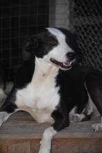 LUISA, Hund, Mischlingshund in Bulgarien - Bild 5