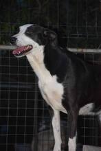 LUISA, Hund, Mischlingshund in Bulgarien - Bild 7