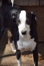 LUISA, Hund, Mischlingshund in Bulgarien - Bild 8