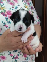 BALTO, Hund, Mischlingshund in Spanien - Bild 4