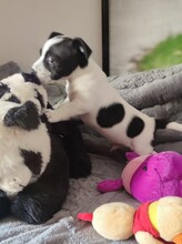 BALTO, Hund, Mischlingshund in Spanien - Bild 5