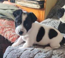 BALTO, Hund, Mischlingshund in Spanien - Bild 6
