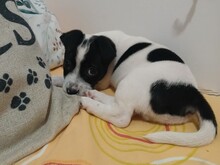BALTO, Hund, Mischlingshund in Spanien - Bild 7