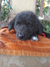 LORA, Hund, Mischlingshund in Griechenland - Bild 2