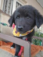 LORA, Hund, Mischlingshund in Griechenland - Bild 3