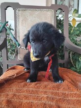 LORA, Hund, Mischlingshund in Griechenland - Bild 4