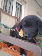 LORA, Hund, Mischlingshund in Griechenland - Bild 5