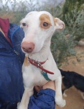 PALOMA, Hund, Mischling (Podenco) in Spanien - Bild 1