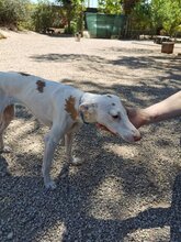 PALOMA, Hund, Mischling (Podenco) in Spanien - Bild 2