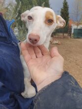 PALOMA, Hund, Mischling (Podenco) in Spanien - Bild 3