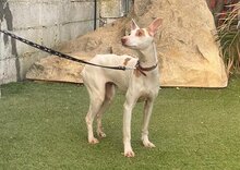 PALOMA, Hund, Mischling (Podenco) in Spanien - Bild 4