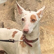 PALOMA, Hund, Mischling (Podenco) in Spanien - Bild 5