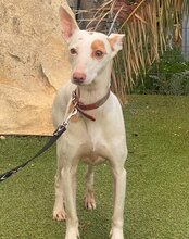 PALOMA, Hund, Mischling (Podenco) in Spanien - Bild 6