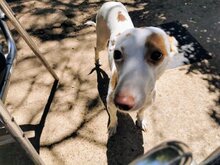 PALOMA, Hund, Mischling (Podenco) in Spanien - Bild 7