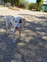 PALOMA, Hund, Mischling (Podenco) in Spanien - Bild 8