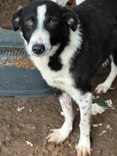 SCARLET, Hund, Mischlingshund in Bulgarien - Bild 1