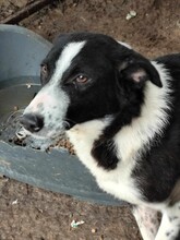 SCARLET, Hund, Mischlingshund in Bulgarien - Bild 2
