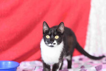 SPOTTY, Katze, Europäisch Kurzhaar in Bulgarien - Bild 1
