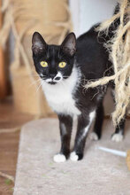 SPOTTY, Katze, Europäisch Kurzhaar in Bulgarien - Bild 2