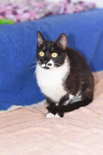 SPOTTY, Katze, Europäisch Kurzhaar in Bulgarien - Bild 4