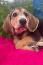 SOFIA, Hund, Mischlingshund in Italien - Bild 1