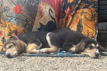SOFIA, Hund, Mischlingshund in Italien - Bild 2