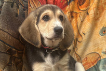 SOFIA, Hund, Mischlingshund in Italien - Bild 3