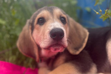 SOFIA, Hund, Mischlingshund in Italien - Bild 5