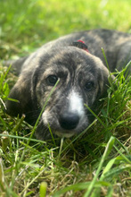 MANDY, Hund, Mischlingshund in Italien - Bild 1