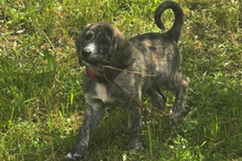 MANDY, Hund, Mischlingshund in Italien - Bild 2