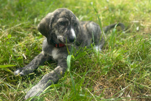 MANDY, Hund, Mischlingshund in Italien - Bild 3
