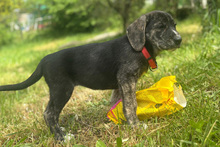 MANDY, Hund, Mischlingshund in Italien - Bild 4