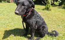 FRANZL, Hund, Mischlingshund in Petershagen - Bild 1