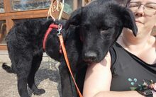 FRANZL, Hund, Mischlingshund in Petershagen - Bild 2