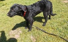 FRANZL, Hund, Mischlingshund in Petershagen - Bild 3
