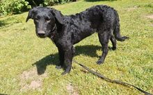 FRANZL, Hund, Mischlingshund in Petershagen - Bild 4