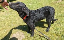 FRANZL, Hund, Mischlingshund in Petershagen - Bild 5