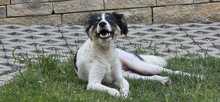 LEVIN, Hund, Mischlingshund in Teugn - Bild 1