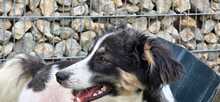 LEVIN, Hund, Mischlingshund in Teugn - Bild 2