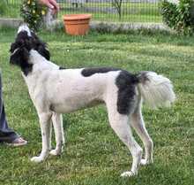 LEVIN, Hund, Mischlingshund in Teugn - Bild 3